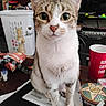 Heartly is registered to the contest to win money with this photo: cat, tabby, indoor, table, mug, papers, tin, laundry_basket, bookshelf, household_items, curious, closeup, pet, domestic, feline, sitting, cluttered, brown, white, green_eyes