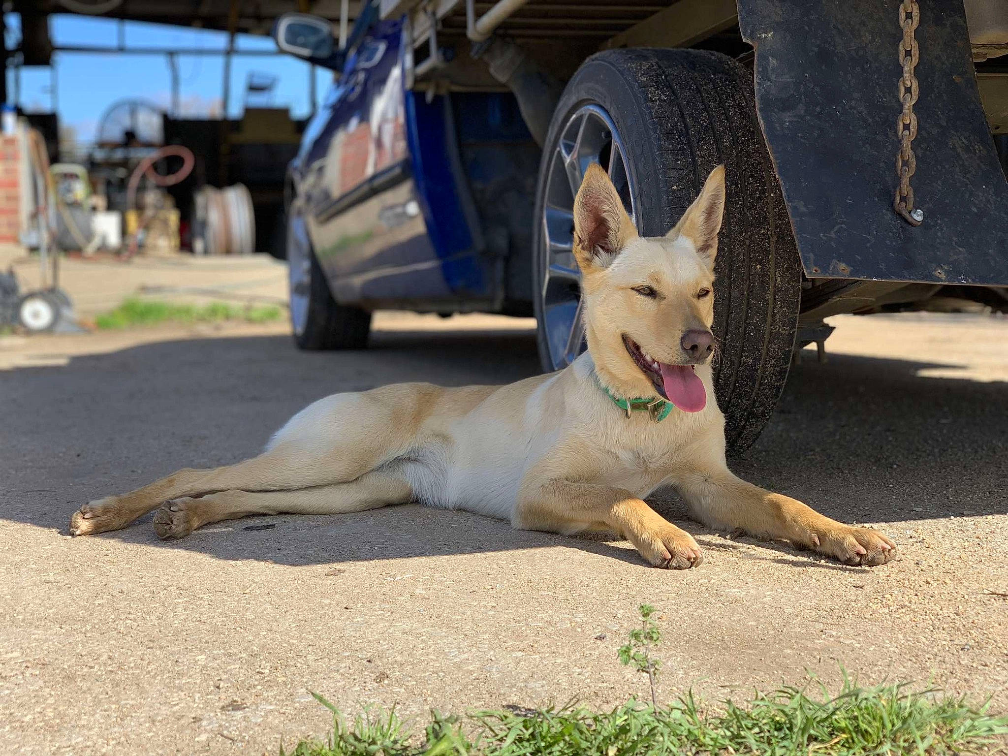 Bear joined the competition — help win amazing prizes! asphalt, car, carnivore, collar, companion_dog, dog, dog_breed, fawn, grass, herding_dog, road, road_surface, street, tail, tire, tree, truck, vehicle, wheel, working_animal