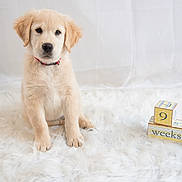 Archie joined the competition — help win amazing prizes! puppy, golden_retriever, dog, animal, pet, white_rug, blocks, 9_weeks, cute, fluffy, sitting, indoor, soft_texture, collar, young, adorable, fur, studio, portrait, background