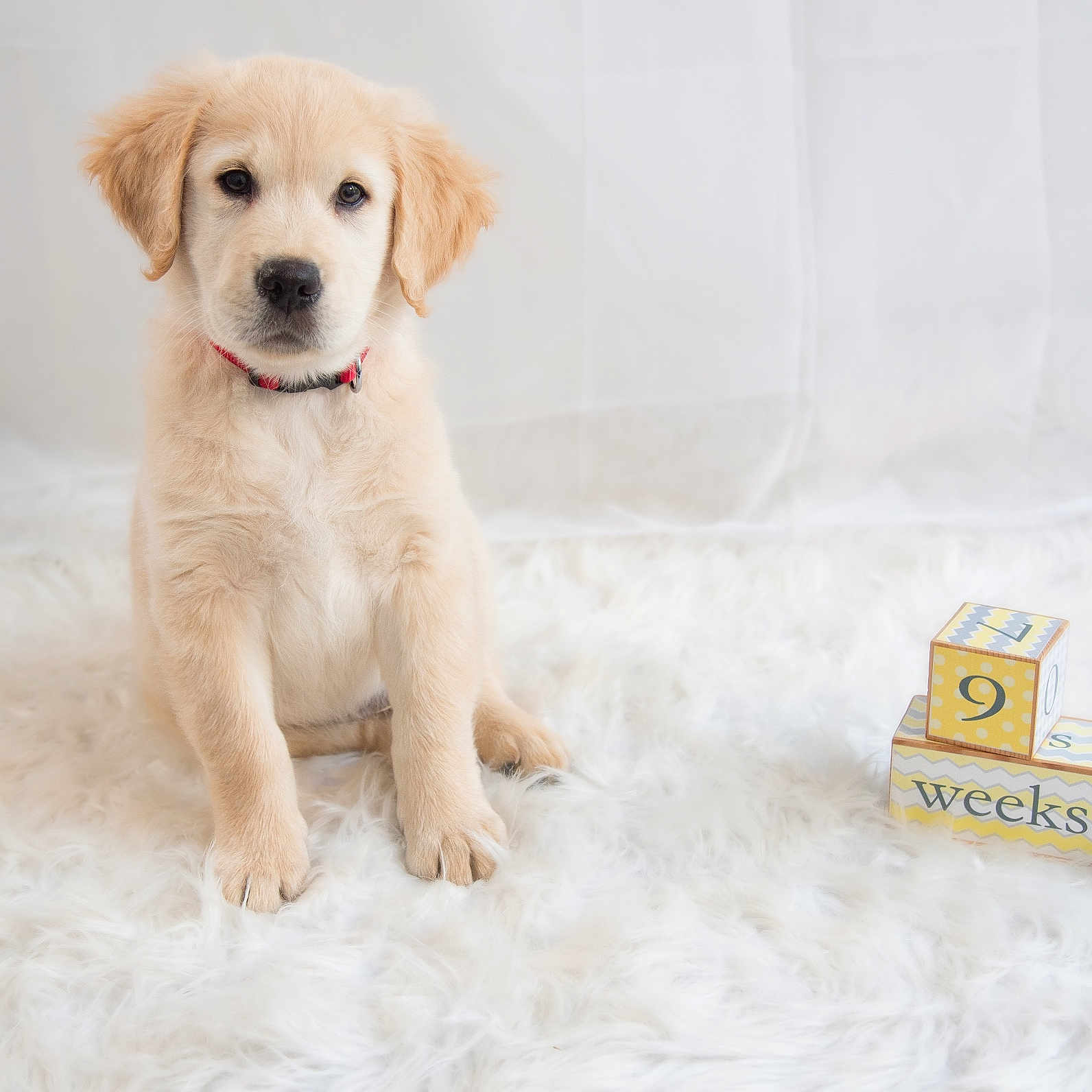 Archie joined the competition — help win amazing prizes! 9_weeks, adorable, animal, background, blocks, collar, cute, dog, fluffy, fur, golden_retriever, indoor, pet, portrait, puppy, sitting, soft_texture, studio, white_rug, young