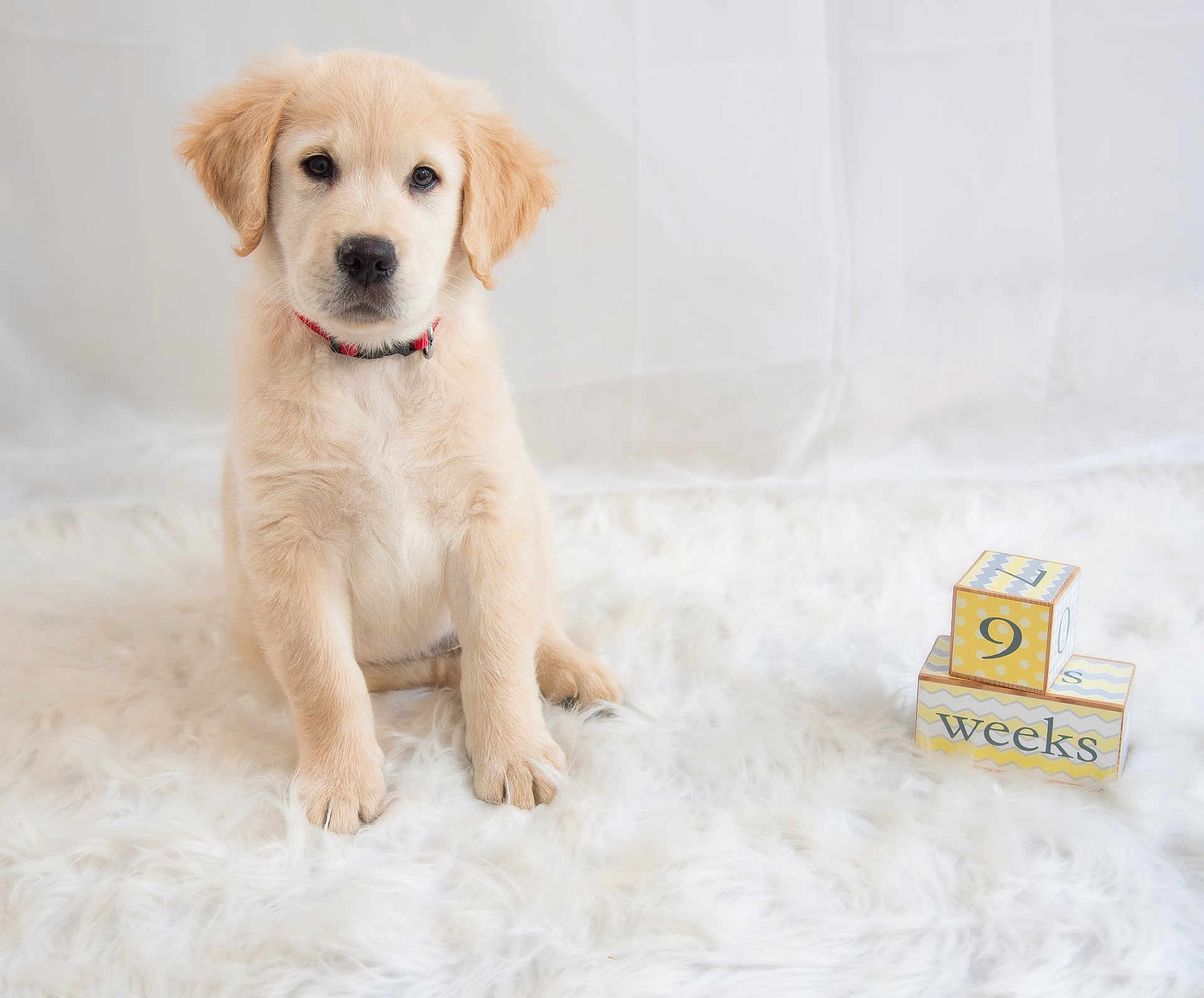 Archie joined the competition — help win amazing prizes! puppy, golden_retriever, dog, animal, pet, white_rug, blocks, 9_weeks, cute, fluffy, sitting, indoor, soft_texture, collar, young, adorable, fur, studio, portrait, background