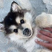 Astus participe au concours pour gagner de l'argent avec cette photo : puppy, dog, sand, beach, cute, fluffy, pet, animal, paw, face, fur, hand, lying_down, outdoor, playful, young, adorable, close_up, smiling, friendly