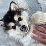 puppy, dog, sand, beach, cute, fluffy, pet, animal, paw, face, fur, hand, lying_down, outdoor, playful, young, adorable, close_up, smiling, friendly
