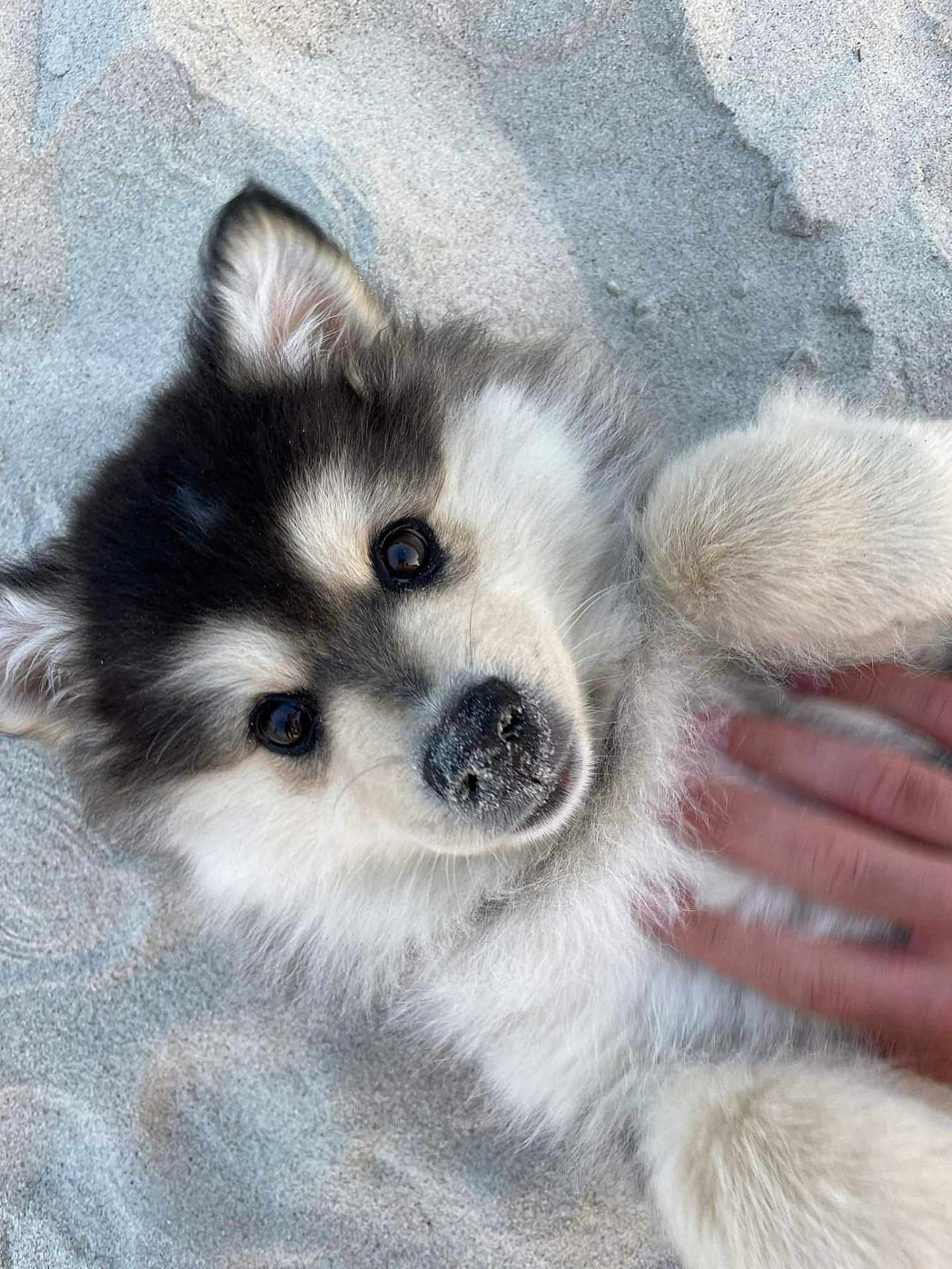 Astus participe au concours pour gagner de l'argent avec cette photo : puppy, dog, sand, beach, cute, fluffy, pet, animal, paw, face, fur, hand, lying_down, outdoor, playful, young, adorable, close_up, smiling, friendly