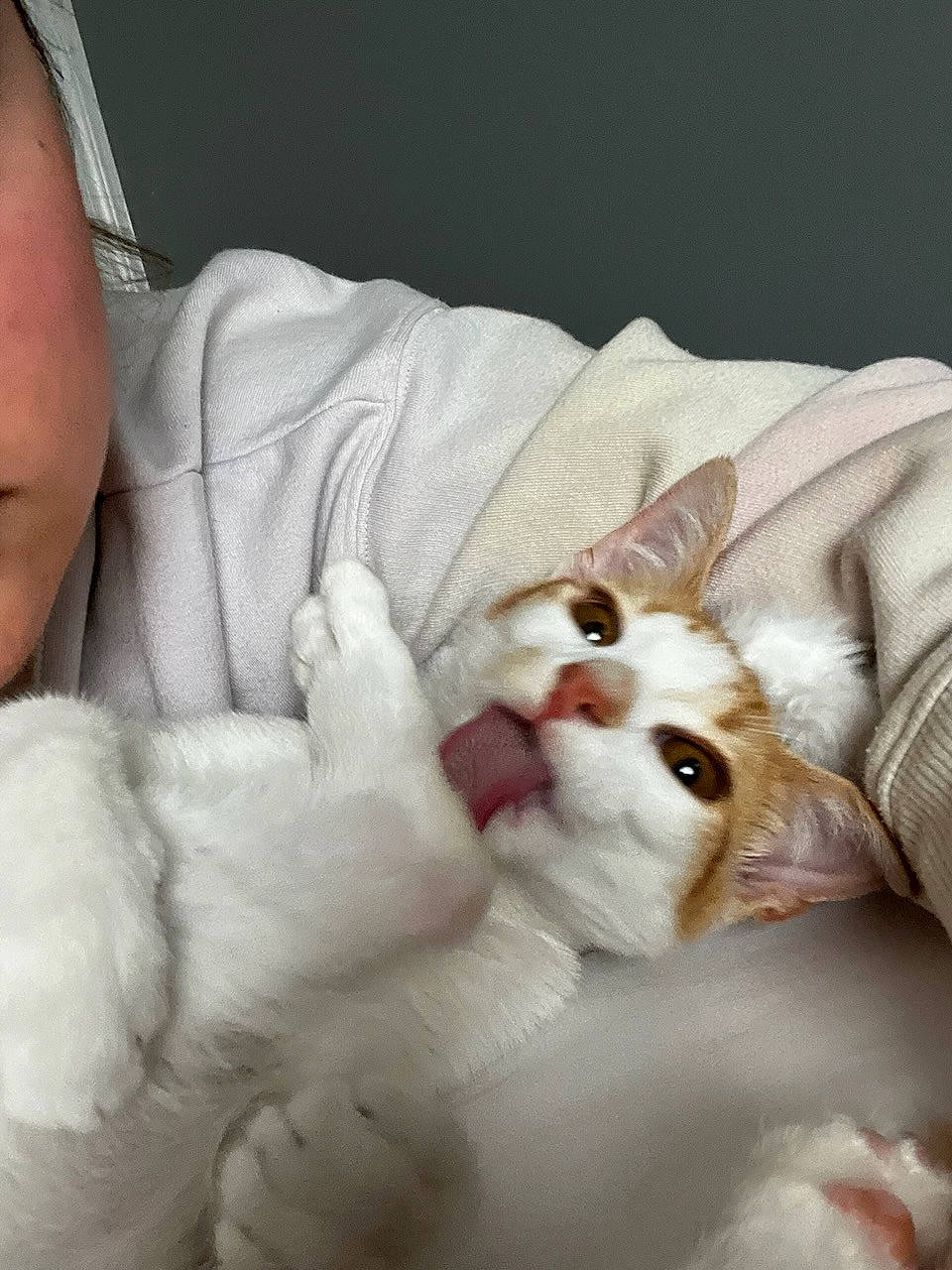 Cow is registered to the contest to win money with this photo: bed, carnivore, cat, claw, comfort, companion_dog, domestic_short_haired_cat, ear, felidae, fur, gesture, linens, nail, nap, paw, small_to_medium_sized_cats, whiskers