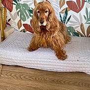 India a rejoint le concours — aidez-le/la à gagner de superbes lots ! dog, golden_brown, fluffy, indoor, blanket, wooden_floor, leaf_pattern, wallpaper, relaxed, pet, furniture, home, cozy, fur, animal, resting, cute, companion, decor, comfort