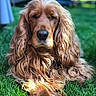 India participe au concours pour gagner de l'argent avec cette photo : dog, cocker_spaniel, golden, long_hair, wavy_fur, outdoor, grass, pet, animal, portrait, laying_down, close_up, canine, nature, fur, relaxed, sunlight, mammal, friendly, companion