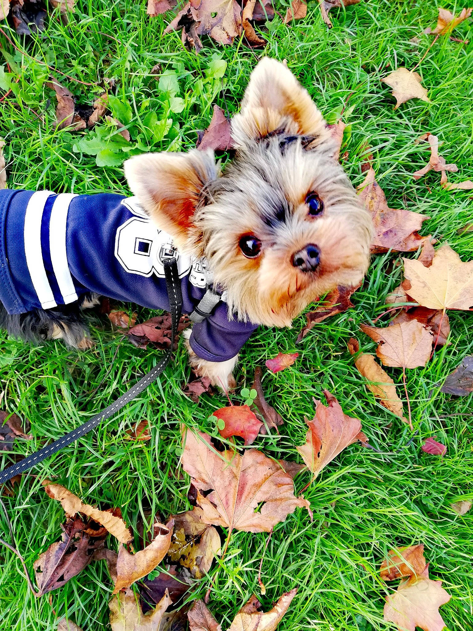 Léandre a rejoint le concours — aidez-le/la à gagner de superbes lots ! australian_silky_terrier, biewer_terrier, canidae, carnivore, companion_dog, dog, dog_breed, grass, leaf, mammal, morkie, norwich_terrier, plant, puppy, rare_breed_dog, small_terrier, terrier, toy_dog, yorkipoo, yorkshire_terrier