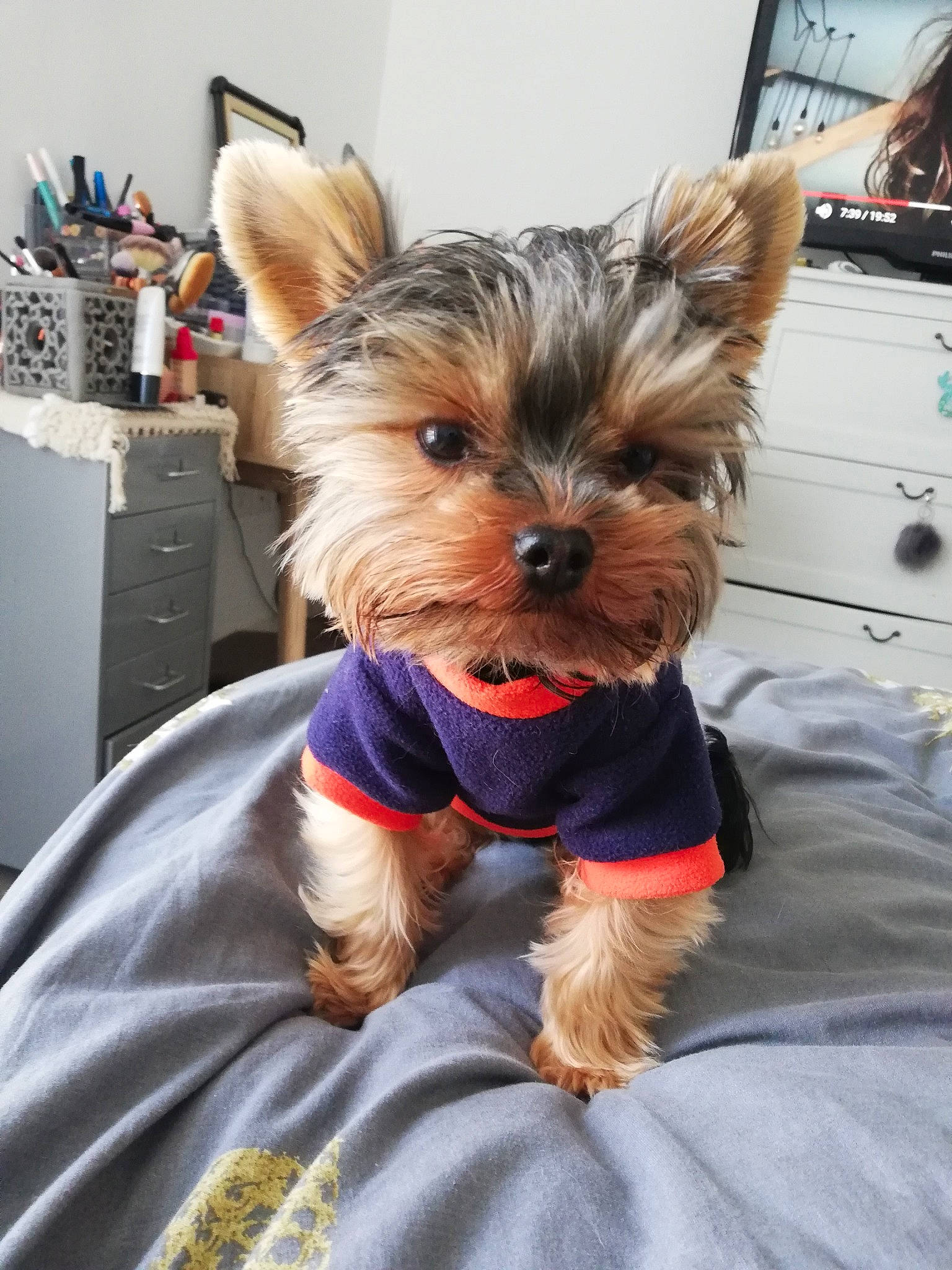 Léandre a rejoint le concours — aidez-le/la à gagner de superbes lots ! australian_silky_terrier, biewer_terrier, cairn_terrier, canidae, carnivore, companion_dog, dog, dog_breed, dog_clothes, maltepoo, mammal, morkie, puppy, rare_breed_dog, small_terrier, snout, terrier, toy_dog, yorkipoo, yorkshire_terrier