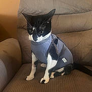 Loki is registered to the contest to win money with this photo: cat, tuxedo_cat, pet_clothing, gray_outfit, armchair, indoor, curious, sitting, feline, whiskers, black_and_white, fur, paws, ears, tail, domestic_cat, cozy, furniture, home, cute