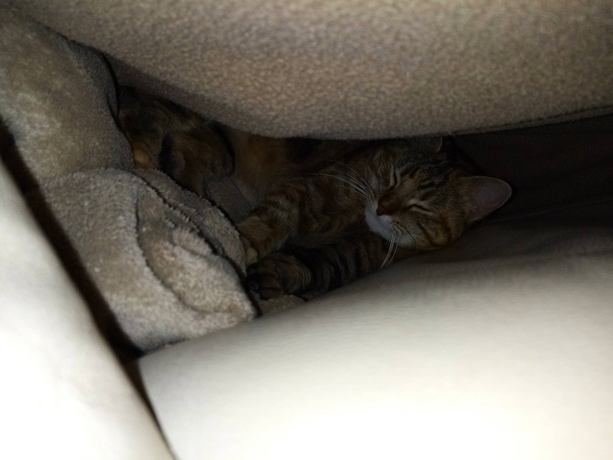 Chipi participe au concours pour gagner de l'argent avec cette photo : auto_part, automotive_tire, carnivore, cat, comfort, concrete, domestic_short_haired_cat, felidae, flooring, fur, human_leg, linens, metal, monochrome_photography, paw, small_to_medium_sized_cats, terrestrial_animal, thigh, whiskers, window