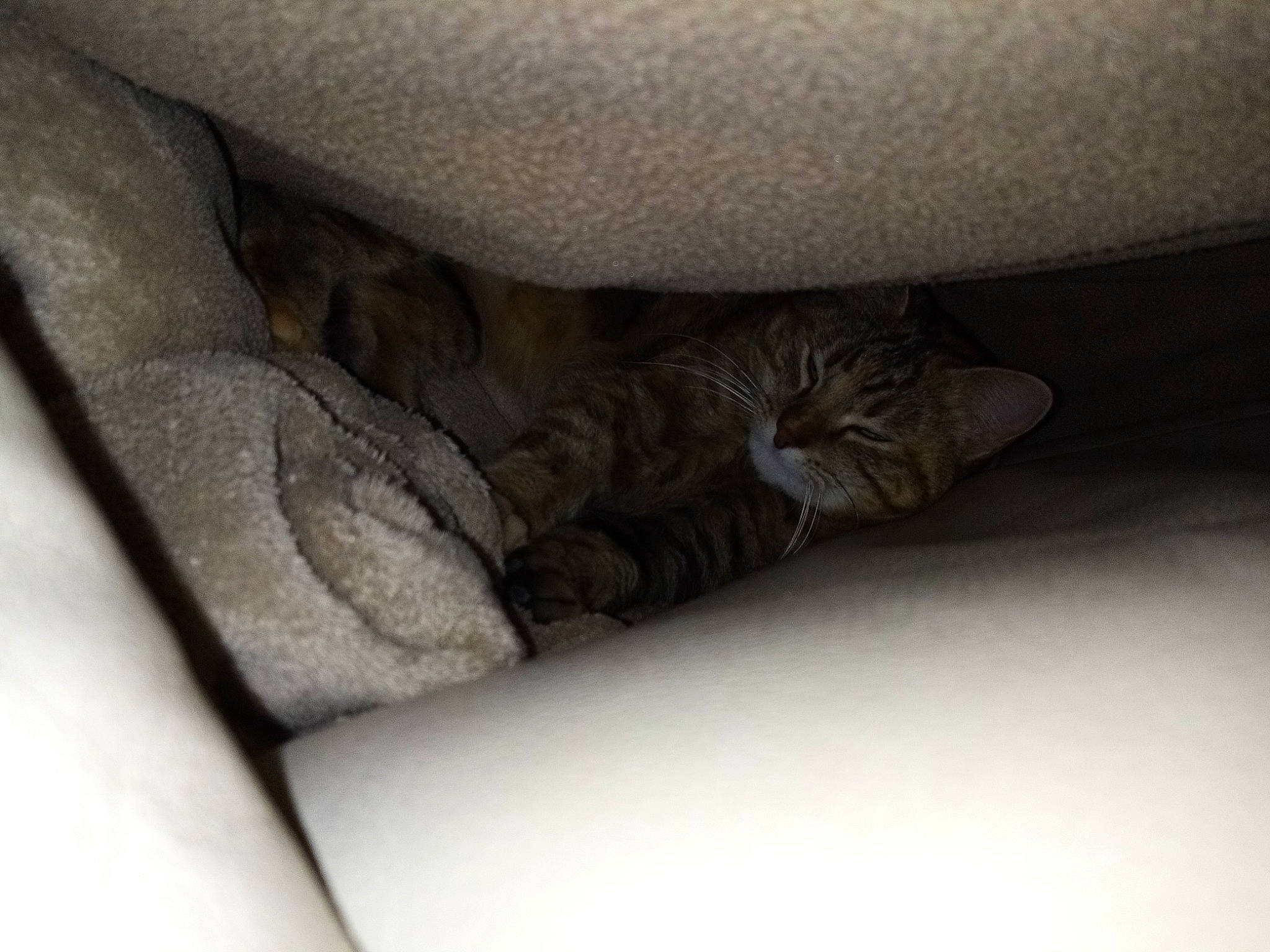 Chipi participe au concours pour gagner de l'argent avec cette photo : auto_part, carnivore, cat, cement, comfort, domestic_short_haired_cat, elbow, felidae, flooring, foot, fur, grey, human_leg, knee, linens, metal, paw, small_to_medium_sized_cats, thigh, whiskers