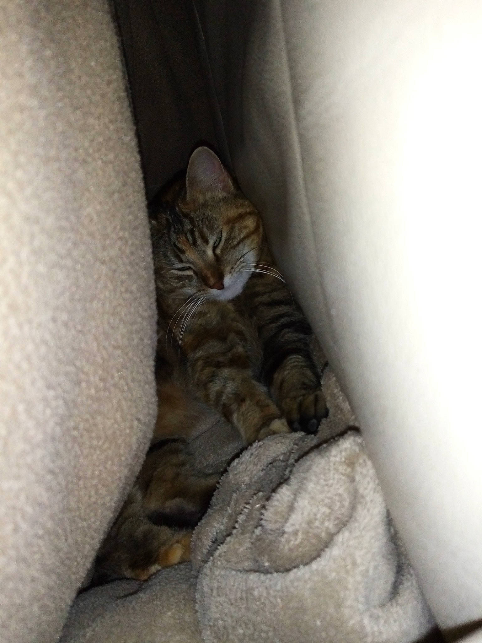 Chipi participe au concours pour gagner de l'argent avec cette photo : carnivore, cat, comfort, curtain, domestic_short_haired_cat, felidae, flooring, fur, grey, human_leg, linens, nap, paw, room, sitting, small_to_medium_sized_cats, tail, whiskers, window, wood