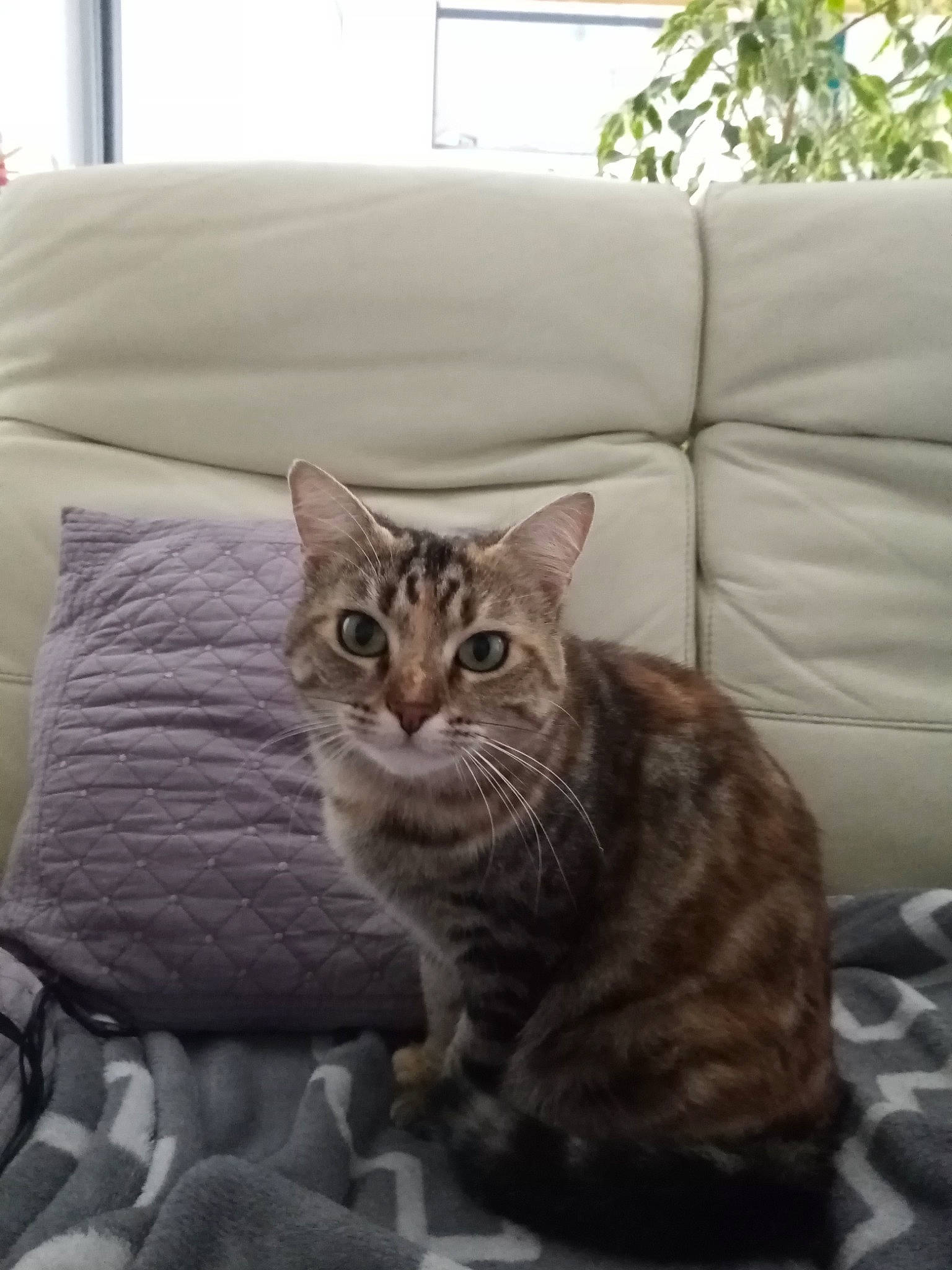 Chipi participe au concours pour gagner de l'argent avec cette photo : bedding, carnivore, cat, comfort, couch, domestic_short_haired_cat, felidae, fur, grey, linens, room, sitting, small_to_medium_sized_cats, snout, tail, terrestrial_animal, throw_pillow, whiskers, window, wood