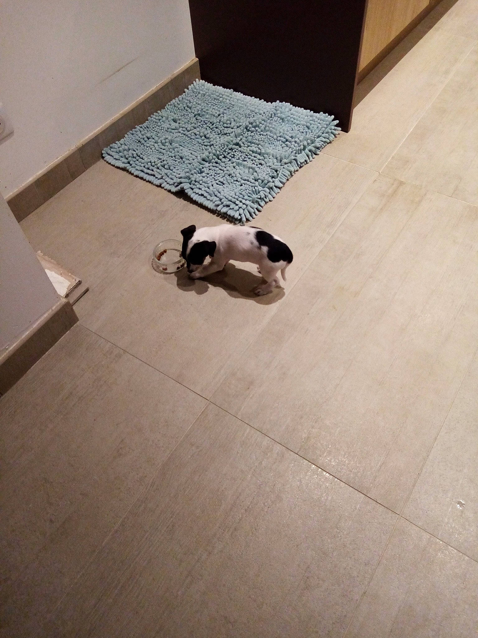 Rubies a rejoint le concours — aidez-le/la à gagner de superbes lots ! carnivore, comfort, companion_dog, dog_breed, door, eyewear, fawn, felidae, floor, flooring, hardwood, human_body, human_leg, laminate_flooring, small_to_medium_sized_cats, snout, sporting_group, tail, tints_and_shades, wood