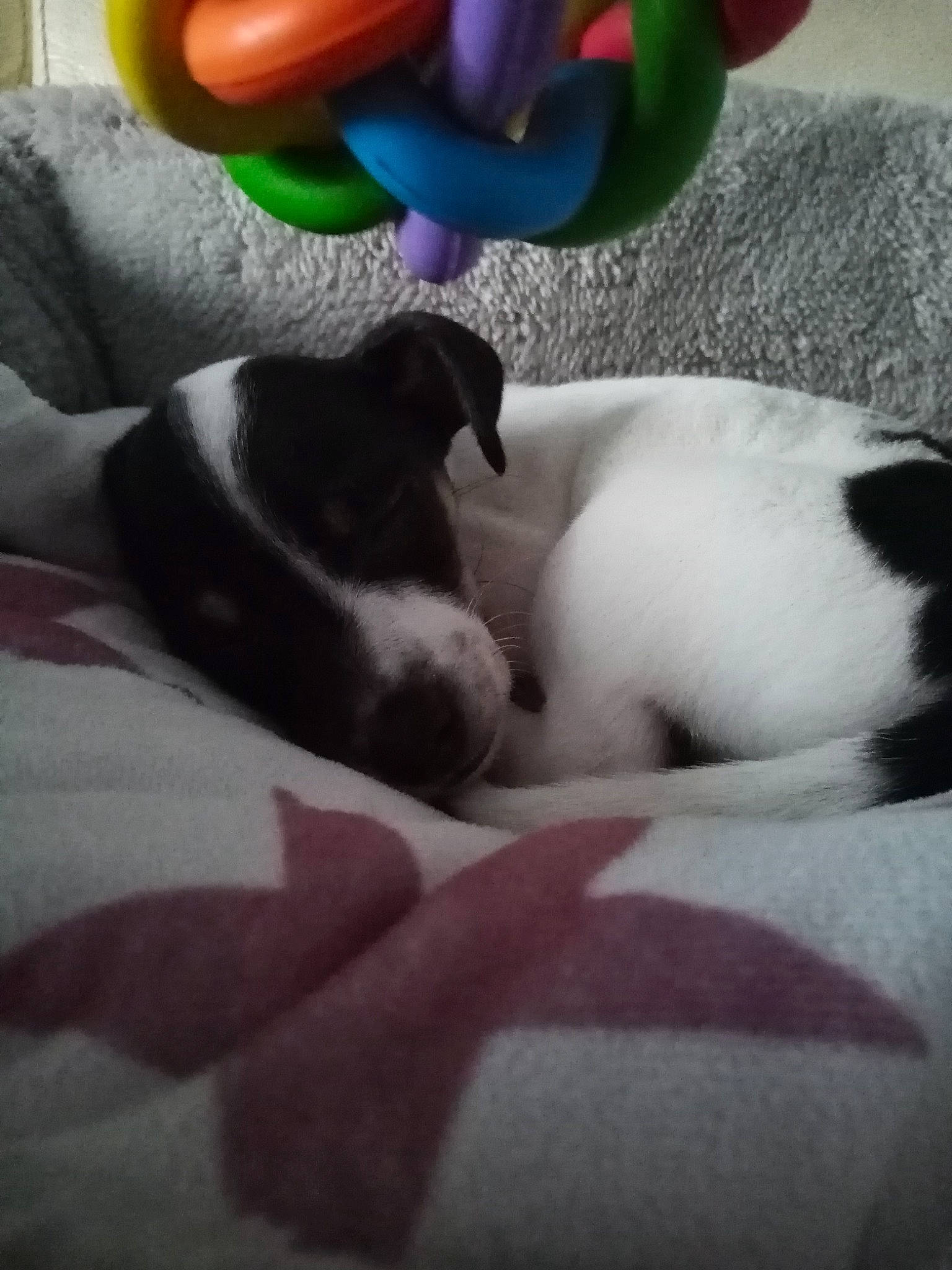 Rubies participe au concours pour gagner de l'argent avec cette photo : carnivore, cloud, comfort, companion_dog, dog_breed, fawn, felidae, gesture, human_leg, mammal, nail, small_to_medium_sized_cats, snout, stuffed_toy, tail, textile, thigh, toy, vertebrate, whiskers