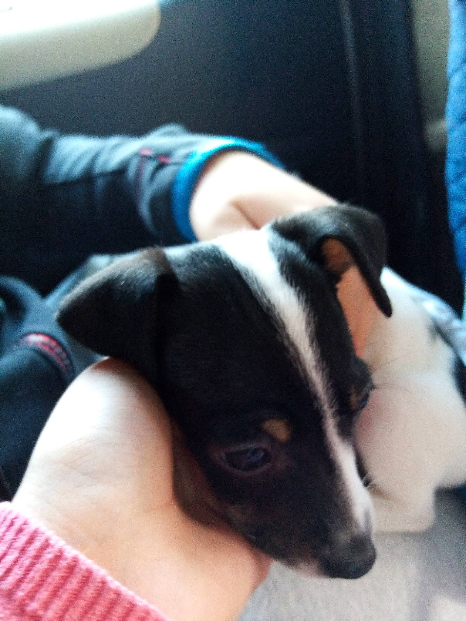 Rubies participe au concours pour gagner de l'argent avec cette photo : canidae, carnivore, chilean_fox_terrier, comfort, companion_dog, dog, dog_breed, ear, elbow, finger, fur, nail, paw, puppy_love, snout, sporting_group, vertebrate, whiskers, working_animal, wrist