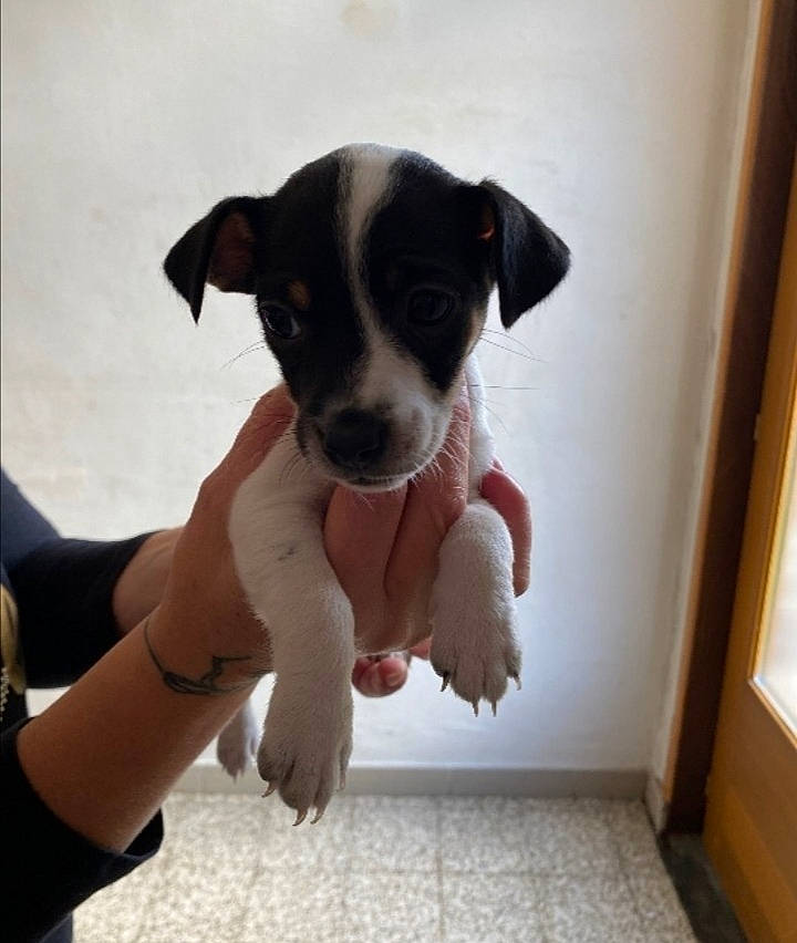 Rubies a rejoint le concours — aidez-le/la à gagner de superbes lots ! art, boston_terrier, canidae, carnivore, comfort, companion_dog, dog, dog_breed, fawn, flooring, gesture, paw, snout, sporting_group, toy_dog, watch, whiskers, wood, working_animal, wrist