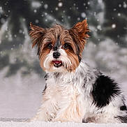 Shana a rejoint le concours — aidez-le/la à gagner de superbes lots ! animal, black_and_white, brown_and_white, cute, dog, fluffy, fur, happy, long_hair, looking_at_camera, nature, open_mouth, outdoor, portrait, puppy, sitting, small_dog, snow, snowflakes, winter