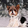 animal, black_and_white, brown_and_white, cute, dog, fluffy, fur, happy, long_hair, looking_at_camera, nature, open_mouth, outdoor, portrait, puppy, sitting, small_dog, snow, snowflakes, winter