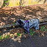dog, pet, canine, outdoors, sidewalk, leash, harness, purple_harness, black_and_white, fluffy, long_hair, standing, walking, garden, ivy, wall, leaves, shadows, sunlight, pavement