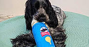Ange participe au concours pour gagner de l'argent avec cette photo : dog, black_and_white_dog, spaniel, pet, sitting, indoors, bed, quilt, mint_green, blue_container, pringles, snack, toy, long_hair, curly_ears, floppy_ears, serious_expression, portrait, home, funny