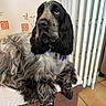 Ange participe au concours pour gagner de l'argent avec cette photo : dog, spaniel, black_and_white, long_hair, floppy_ears, brown_eyes, purple_collar, sitting, pet, companion_animal, indoors, home, footstool, blanket, tile_floor, window, curtains, portrait, fluffy, relaxed
