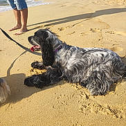 Ange participe au concours pour gagner de l'argent avec cette photo : dog, beach, sand, ocean, seashore, outdoor, sunny, dunes, leash, long_hair, black_and_white, panting, lying_down, barefoot_person, waves, pawprints, shadow, summer, vacation, pet