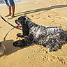 dog, beach, sand, ocean, seashore, outdoor, sunny, dunes, leash, long_hair, black_and_white, panting, lying_down, barefoot_person, waves, pawprints, shadow, summer, vacation, pet