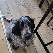 Ange participe au concours pour gagner de l'argent avec cette photo : dog, spaniel, pet, animal, black_and_white, curly_fur, floppy_ears, brown_eyes, portrait, looking_at_camera, sitting, indoor, tile_floor, wood_grain, chair, furniture, home, floor, scruffy, cute