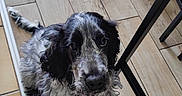 Ange participe au concours pour gagner de l'argent avec cette photo : dog, spaniel, pet, animal, black_and_white, curly_fur, floppy_ears, brown_eyes, portrait, looking_at_camera, sitting, indoor, tile_floor, wood_grain, chair, furniture, home, floor, scruffy, cute