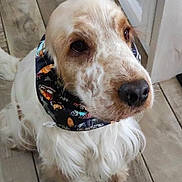 Ulto a rejoint le concours — aidez-le/la à gagner de superbes lots ! dog, spaniel, pet, canine, white_fur, fluffy, long_ears, brown_markings, black_nose, brown_eyes, bandana, collar, standing, indoors, floor, tile, hallway, door, portrait, cute