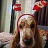 Ulto participe au concours pour gagner de l'argent avec cette photo : dog, spaniel, pet, animal, christmas, holiday, headband, snowman, festive, red, white, portrait, indoors, window, curtains, bed, long_ears, floppy_ears, furry, sitting