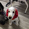 puppy, dog, white_dog, shaggy_dog, polka_dot, red_bonnet, pet, animal, cute, portrait, indoors, office, chair, wood_floor, standing, floppy_ears, long_ears, black_nose, companions, funny