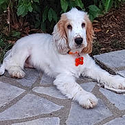 Blanche participe au concours pour gagner de l'argent avec cette photo : dog, spaniel, puppy, white_fur, long_hair, floppy_ears, brown_ears, lying_down, outdoor, garden, patio, stone_pavement, orange_collar, dog_tag, pet, canine, cute, portrait, greenery, relaxed