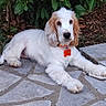 dog, spaniel, puppy, white_fur, long_hair, floppy_ears, brown_ears, lying_down, outdoor, garden, patio, stone_pavement, orange_collar, dog_tag, pet, canine, cute, portrait, greenery, relaxed