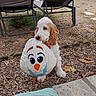 dog, spaniel, puppy, pet, animal, portrait, outdoor, garden, backyard, lounge_chairs, plush_toy, stuffed_animal, bird_toy, toy, sitting, white_fur, brown_ears, long_ears, dry_leaves, blanket
