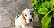 Blanche participe au concours pour gagner de l'argent avec cette photo : dog, puppy, spaniel, pet, animal, white_fur, floppy_ears, brown_ears, black_nose, sitting, outdoor, patio, stone_floor, garden, hydrangea, flowers, green_leaves, collar, name_tag, portrait