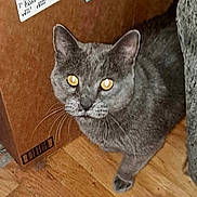 Big Boy is registered to the contest to win money with this photo: animal, box, cardboard_box, cat, curious, cute, domestic_cat, ears, feline, flooring, fur, gray_cat, home, indoor, looking_up, mammal, pet, whiskers, wooden_floor, yellow_eyes