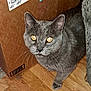animal, box, cardboard_box, cat, curious, cute, domestic_cat, ears, feline, flooring, fur, gray_cat, home, indoor, looking_up, mammal, pet, whiskers, wooden_floor, yellow_eyes