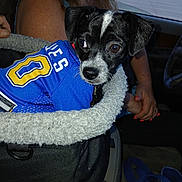Peanut joined the competition — help win amazing prizes! bag, black_and_white, blue_jersey, brown_eyes, car_interior, close_up, collar, dog, fur, hands, looking_to_side, painted_nails, parking_lot, person, pet_bed, pet_carrier, puppy, seat, sports_jersey, woman