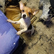 Jilly is registered to the contest to win money with this photo: bed, brindle, carpet, chihuahua, companion, curious, cute, dog, front_paw, furniture, indoor, looking_up, motion_blur, multiple_dogs, paw, pet, playful, resting_dog, small_dog, spotted_dog