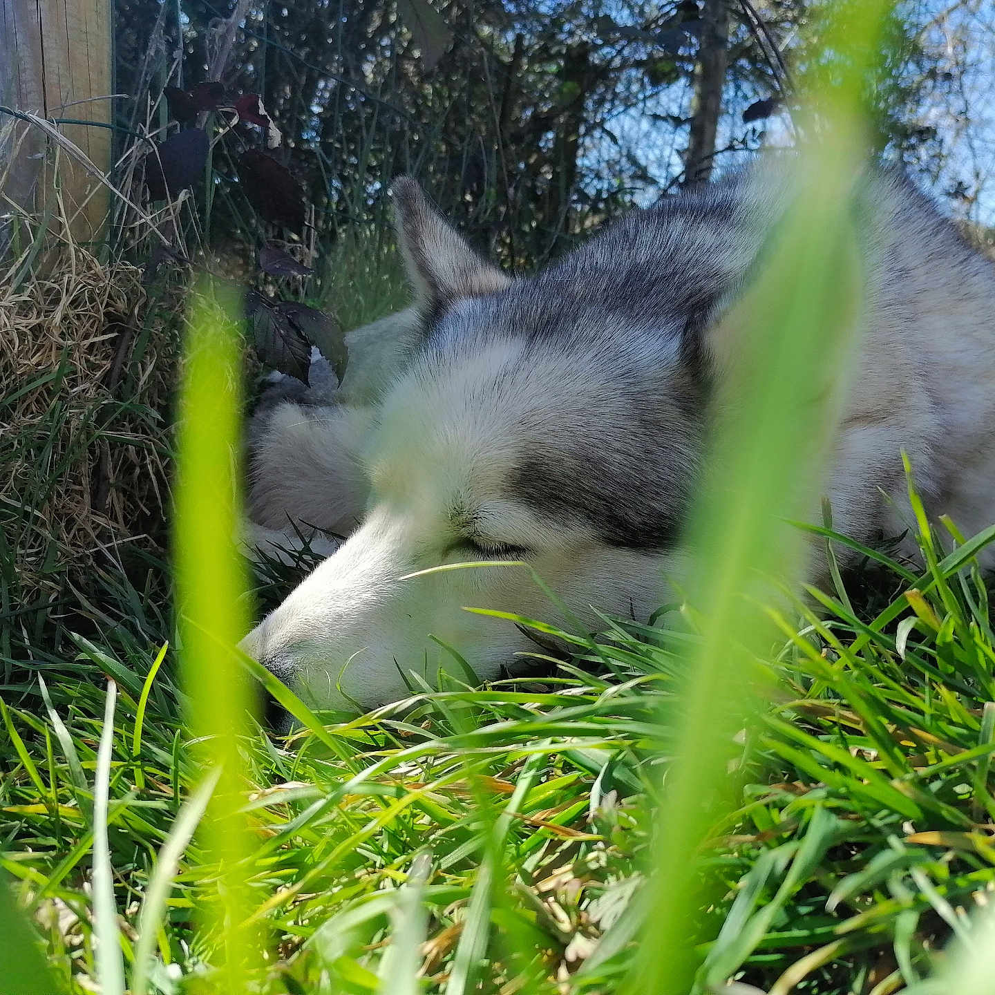 Oléa a rejoint le concours — aidez-le/la à gagner de superbes lots ! animal, arcticfox, canine, dog, eskimodog, fox, grass, green, grove, husky, land, nature, outdoors, pet, plant, puppy, tree, vegetation, wolf, woodland