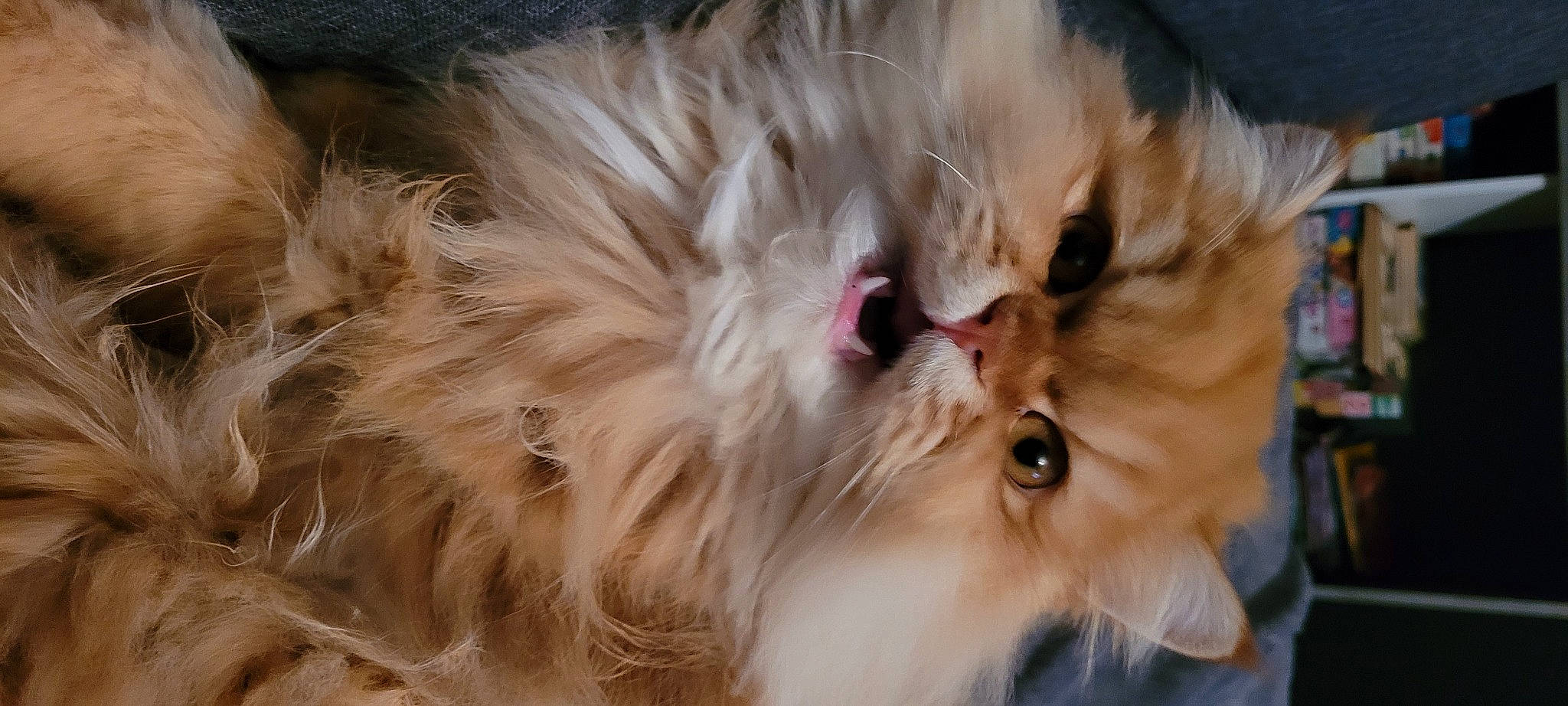 Ryad a rejoint le concours — aidez-le/la à gagner de superbes lots ! carnivore, cat, companion_dog, dog_breed, fang, fashion_accessory, fawn, felidae, fur, liver, natural_material, peach, persian, small_to_medium_sized_cats, snout, terrestrial_animal, whiskers