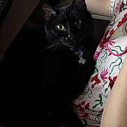 Venom is registered to the contest to win money with this photo: black_cat, cat, pet, animal, indoor, person, lap, floral_shirt, curious_eyes, cozy, dim_lighting, feline, whiskers, collar, tag, resting, companionship, close_up, portrait, home