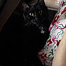 black_cat, cat, pet, animal, indoor, person, lap, floral_shirt, curious_eyes, cozy, dim_lighting, feline, whiskers, collar, tag, resting, companionship, close_up, portrait, home
