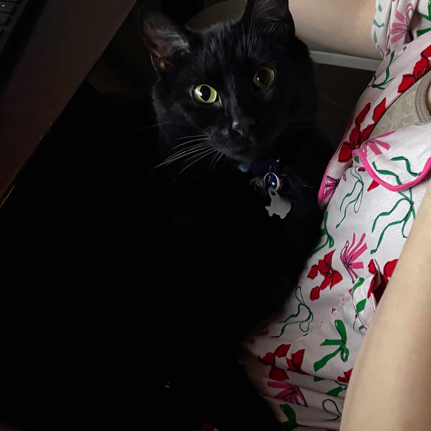 Venom is registered to the contest to win money with this photo: black_cat, cat, pet, animal, indoor, person, lap, floral_shirt, curious_eyes, cozy, dim_lighting, feline, whiskers, collar, tag, resting, companionship, close_up, portrait, home