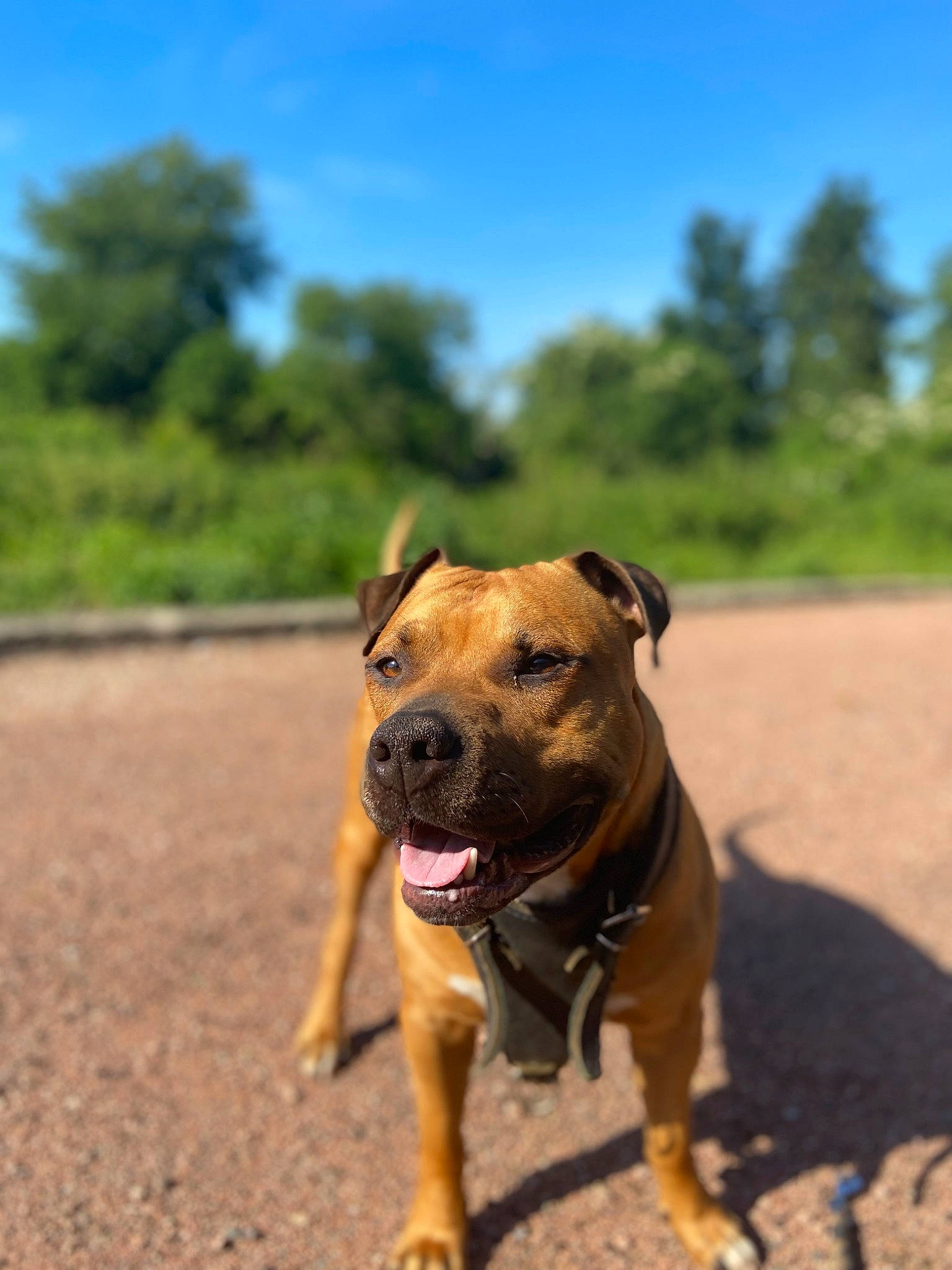 Narko participe au concours pour gagner de l'argent avec cette photo : canidae, carnivore, collar, dog, dog_breed, dog_collar, dog_supply, fawn, grass, landscape, non_sporting_group, plant, shadow, sky, snout, sporting_group, terrestrial_animal, tree, working_animal, working_dog