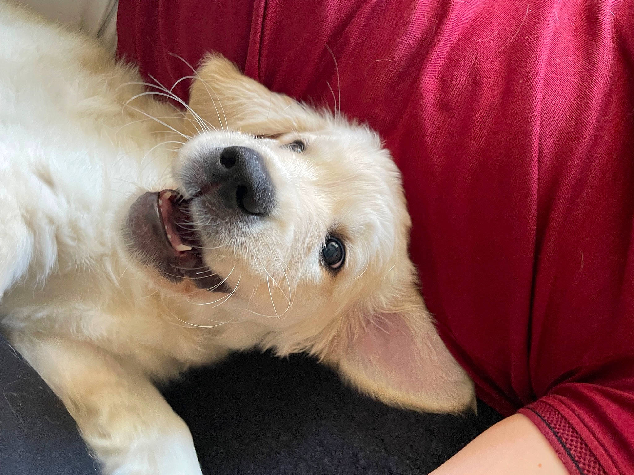 Merry participe au concours pour gagner de l'argent avec cette photo : carnivore, comfort, companion_dog, couch, dog, dog_breed, dog_collar, dog_supply, fawn, flooring, foot, fur, paw, pet_supply, small_greek_domestic_dog, snout, sporting_group, terrestrial_animal, whiskers, working_animal