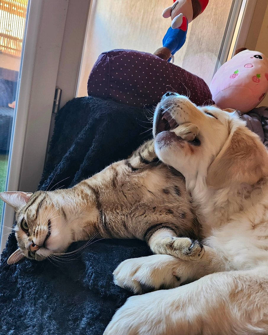 Merry participe au concours pour gagner de l'argent avec cette photo : carnivore, comfort, companion_dog, dog, dog_breed, fawn, felidae, fur, gesture, human_leg, mammal, nail, small_to_medium_sized_cats, snout, terrestrial_animal, toy, whiskers, window, wrinkle, wrist